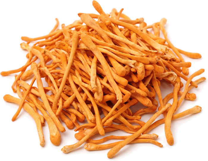Cordyceps